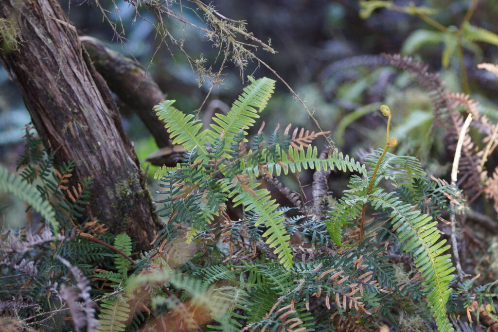 Ferns in the New Zealand forest